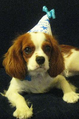 Berkley Bradshaw Jared bradshaw's dog